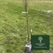 Queen’s Green Canopy at NTC: British Showjumping plant 50 trees to commemorate the Platinum Jubilee